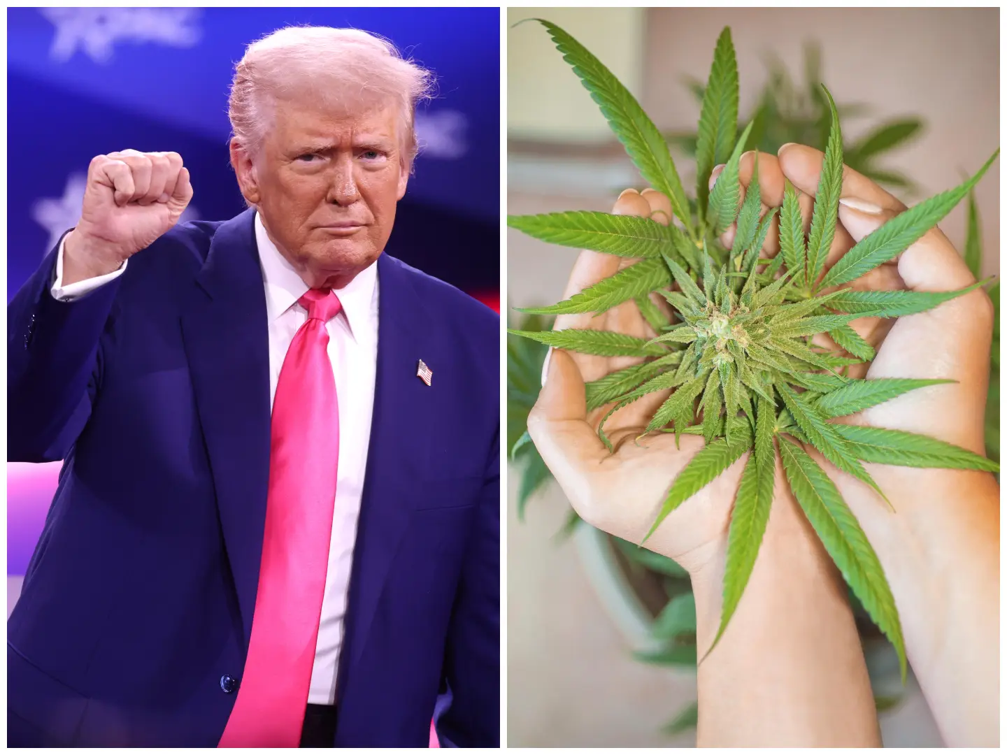 Trump order on marijuana will reclassify it for first time in 50 years, say reports. What will change? Trump order on marijuana will reclassify it for first time in 50 years, say reports. What will change?