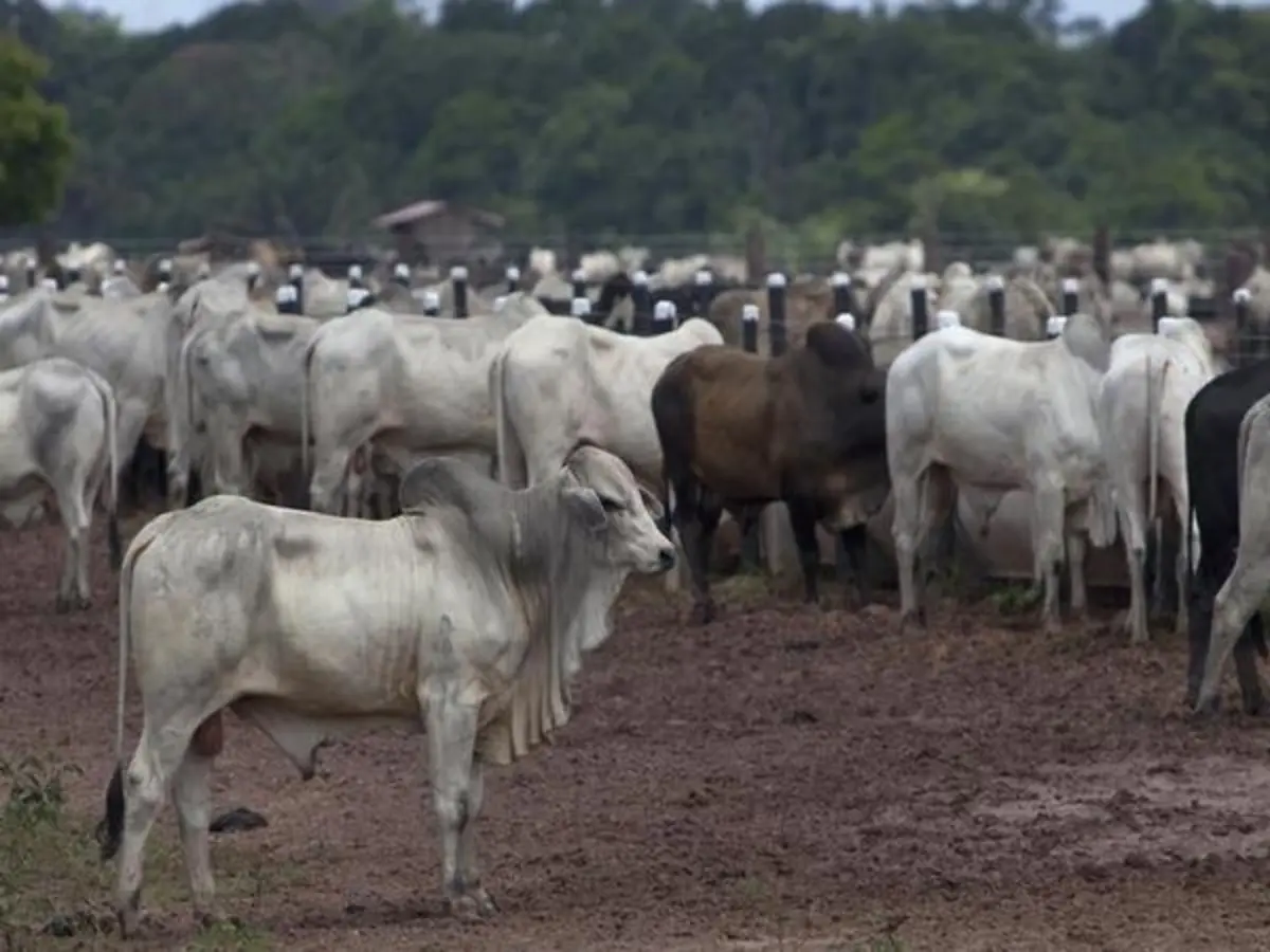 Over 70 cows die due to suspected fodder poisoning in India's Gujarat