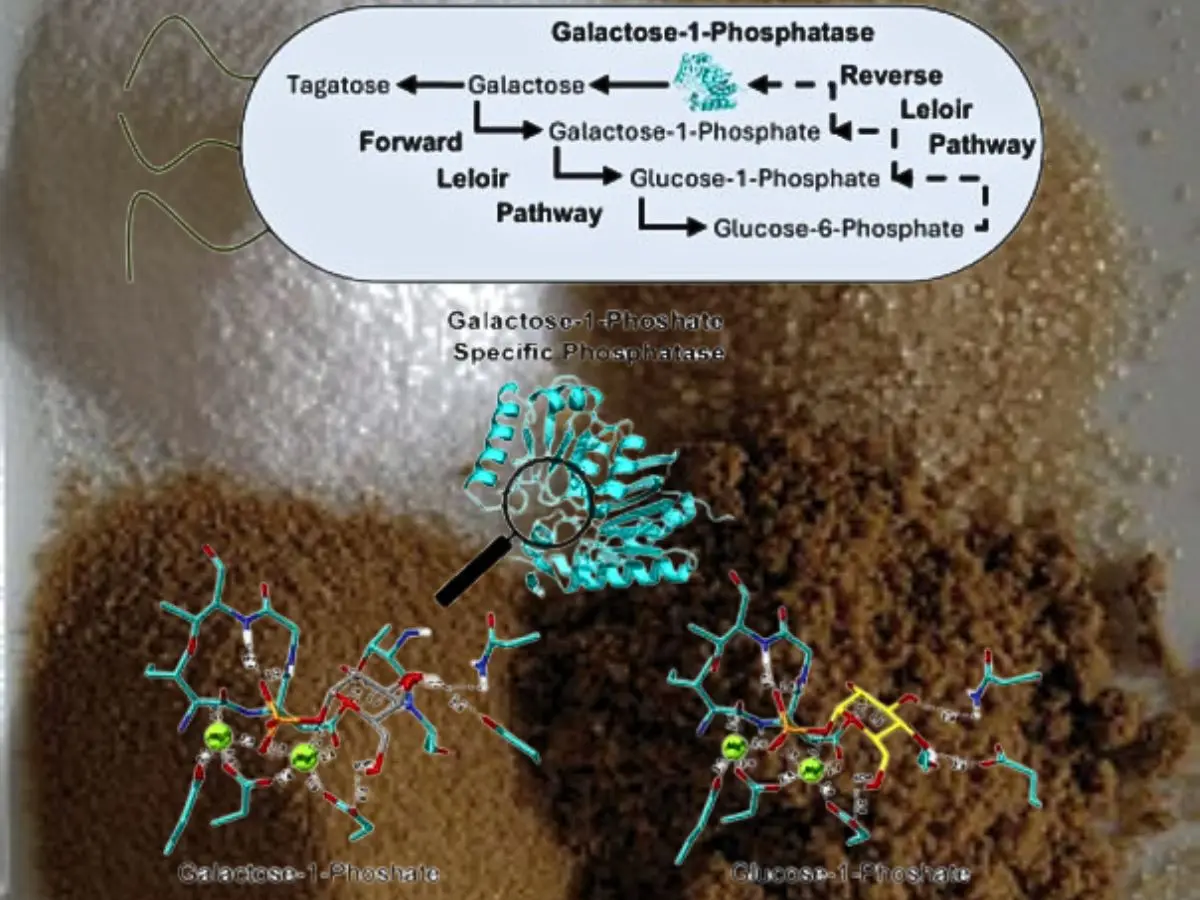 'This sugar isn’t grown or refined': Engineered bacteria turn glucose into a healthier sweetener 'This sugar isn’t grown or refined': Engineered bacteria turn glucose into a healthier sweetener