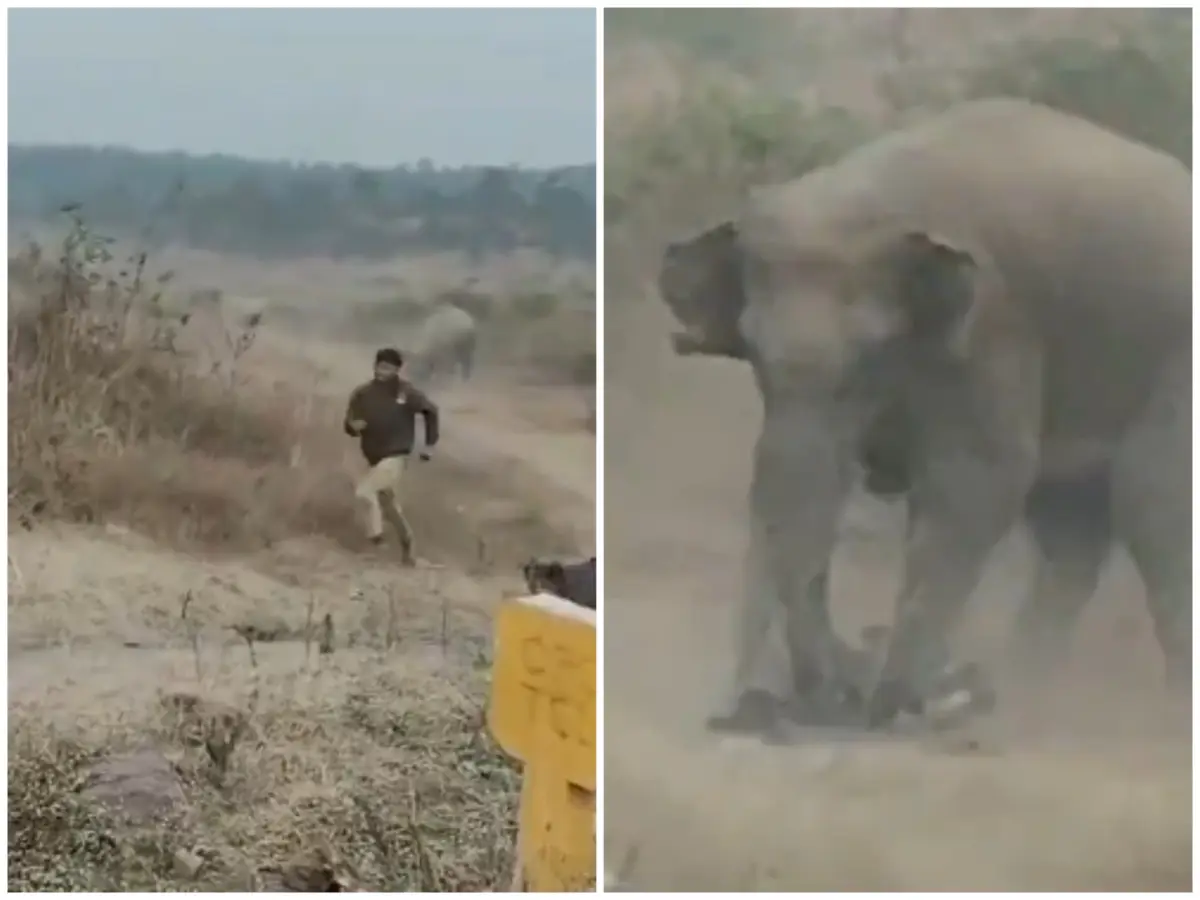 Horrifying video: Jharkhand man trampled to death while taking selfies with a herd of wild elephants Horrifying video: Jharkhand man trampled to death while taking selfies with a herd of wild elephants