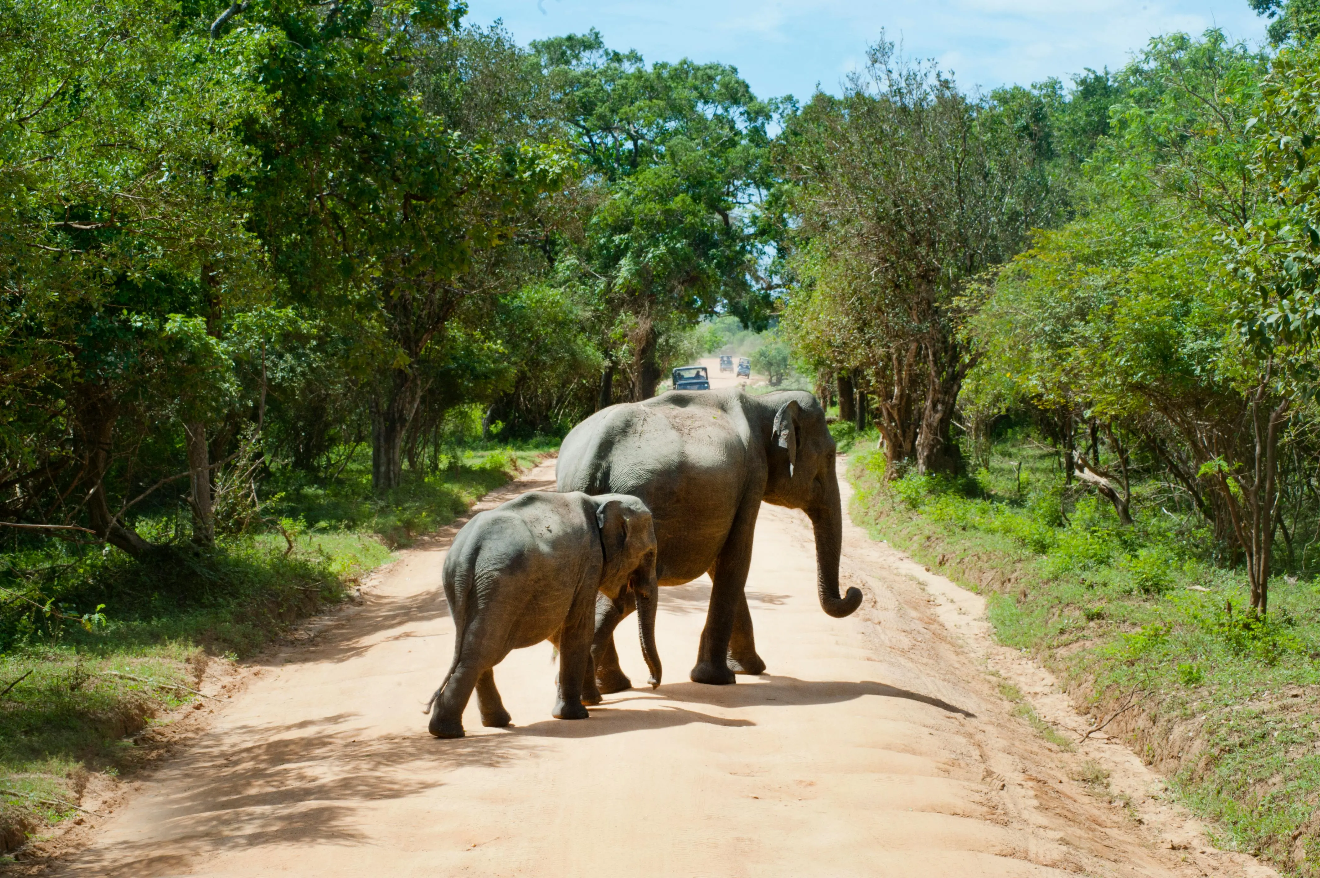 Seven elephants killed in train accident in Assam