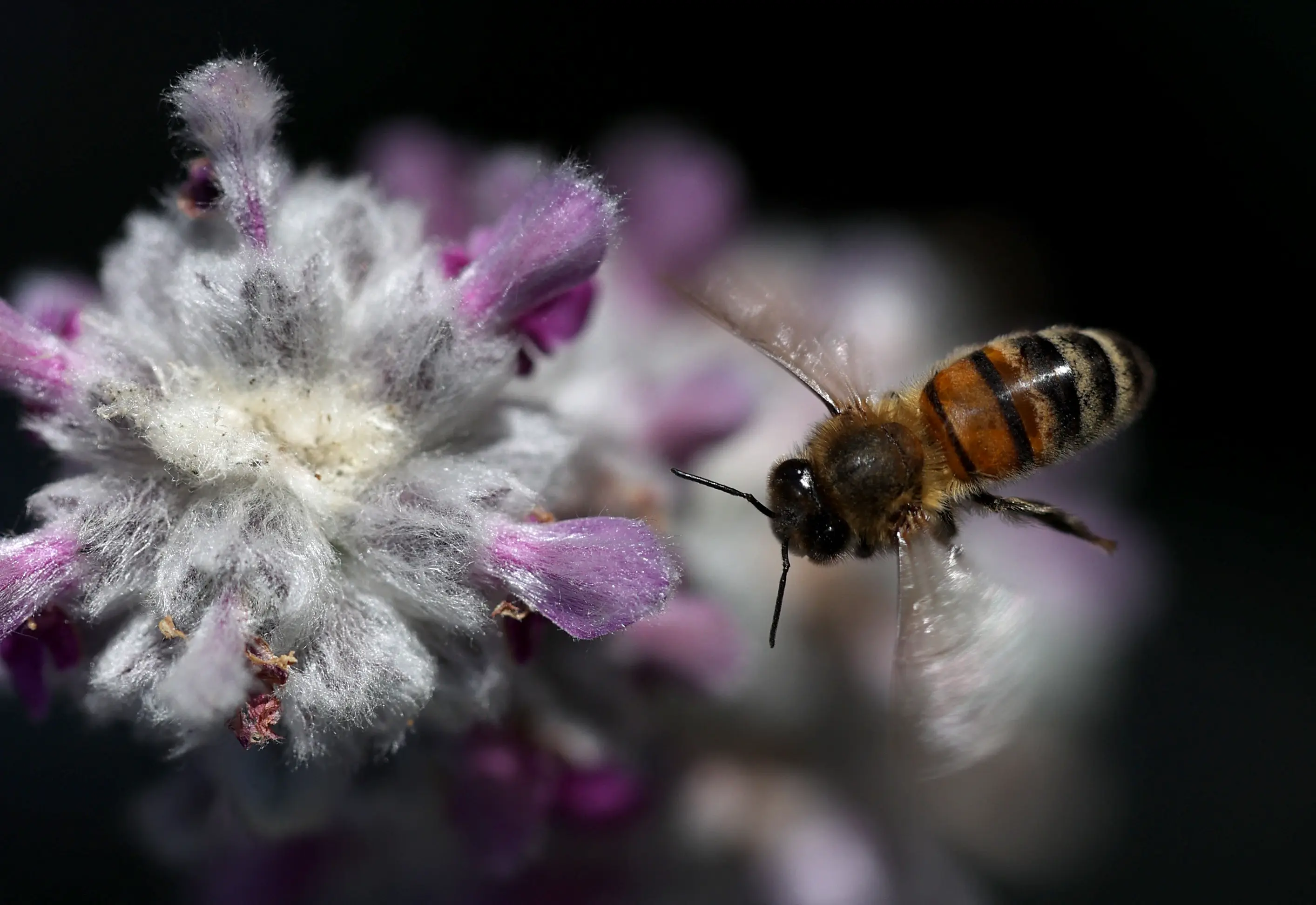 Australian study finds honeybee venom fights aggressive breast cancer, promising future therapies