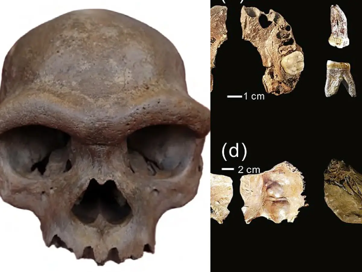 Fat head humans and Dragon Man roamed the same China region 150,000 years ago Fat head humans and Dragon Man roamed the same China region 150,000 years ago