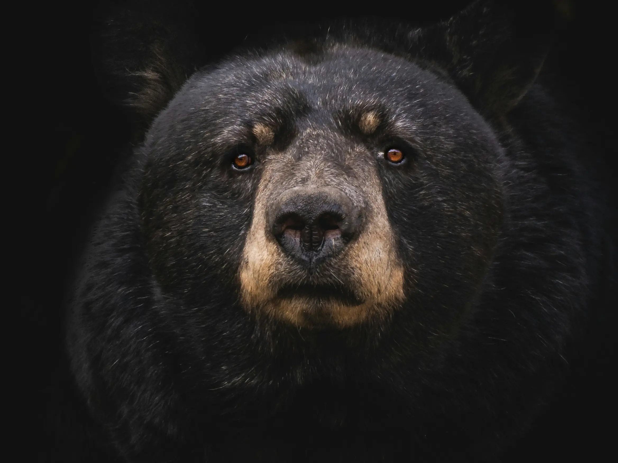 550-pound beast living under California man's home for a month spawns legal trouble 550-pound beast living under California man's home for a month spawns legal trouble