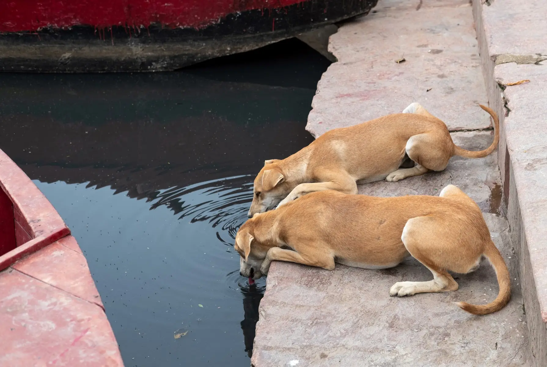 Delhi government refute claims 'teachers asked to count stray dogs', files FIR against misinformation