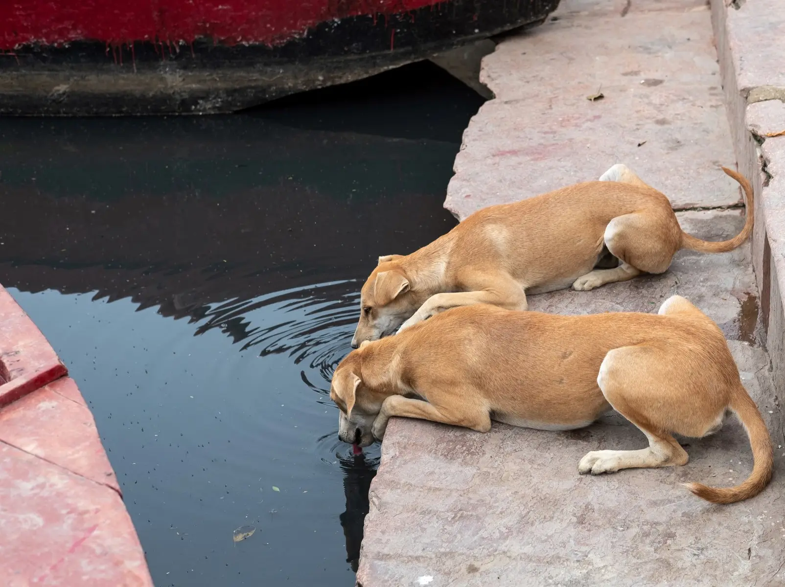 Delhi government refute claims 'teachers asked to count stray dogs', files FIR against misinformation Delhi government refute claims 'teachers asked to count stray dogs', files FIR against misinformation