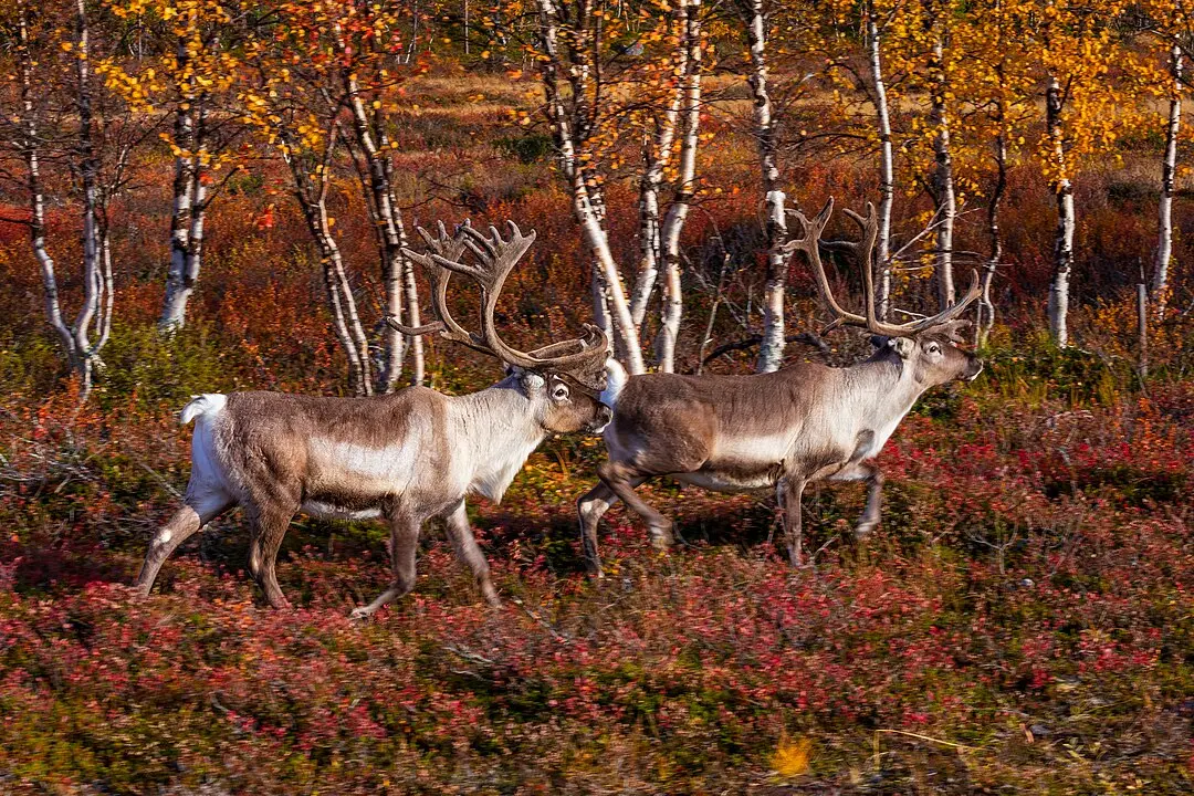 8. Finland