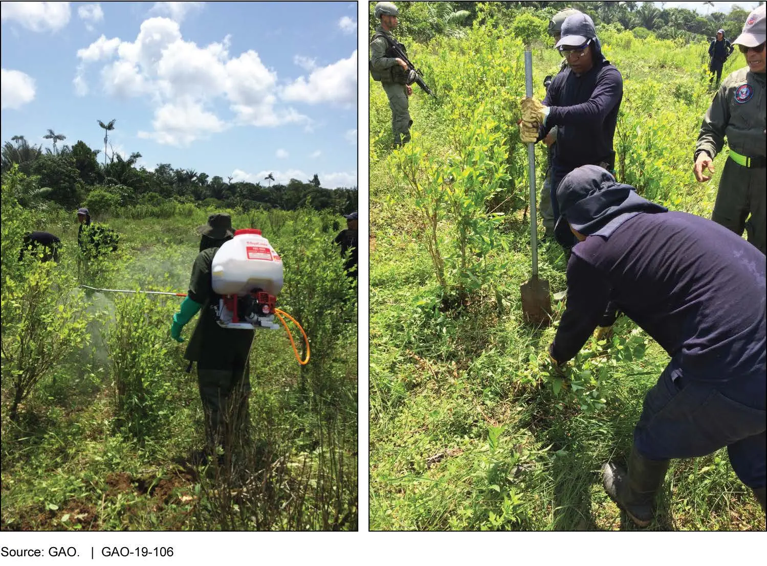 Coca versus cocaine