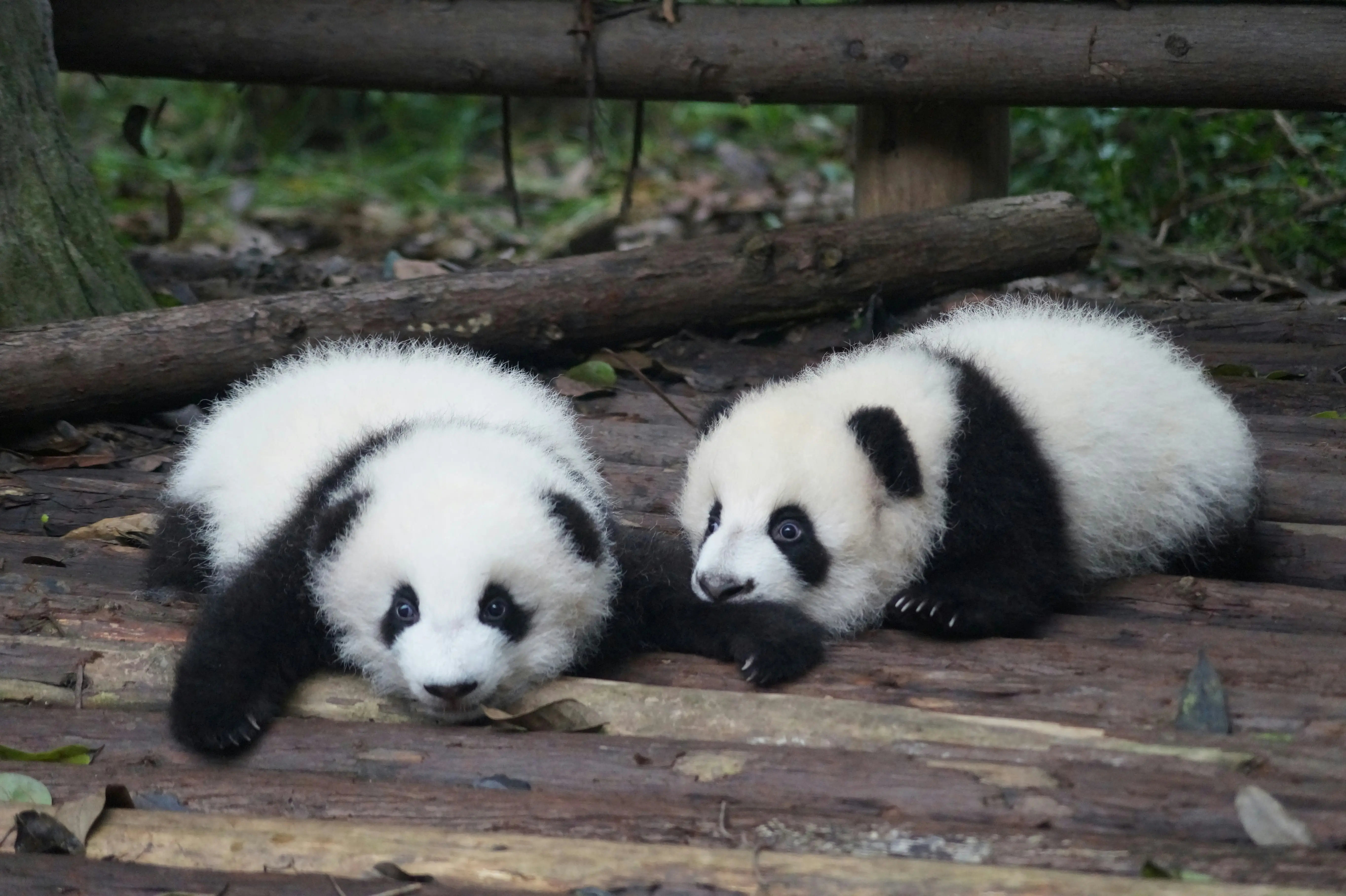 Japan will soon lose all its pandas. This zoo's bizarre solution is going viral