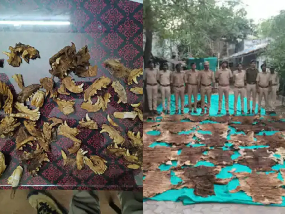 Temple restoration reveals suspected tiger skins, claws in Gujarat Temple restoration reveals suspected tiger skins, claws in Gujarat