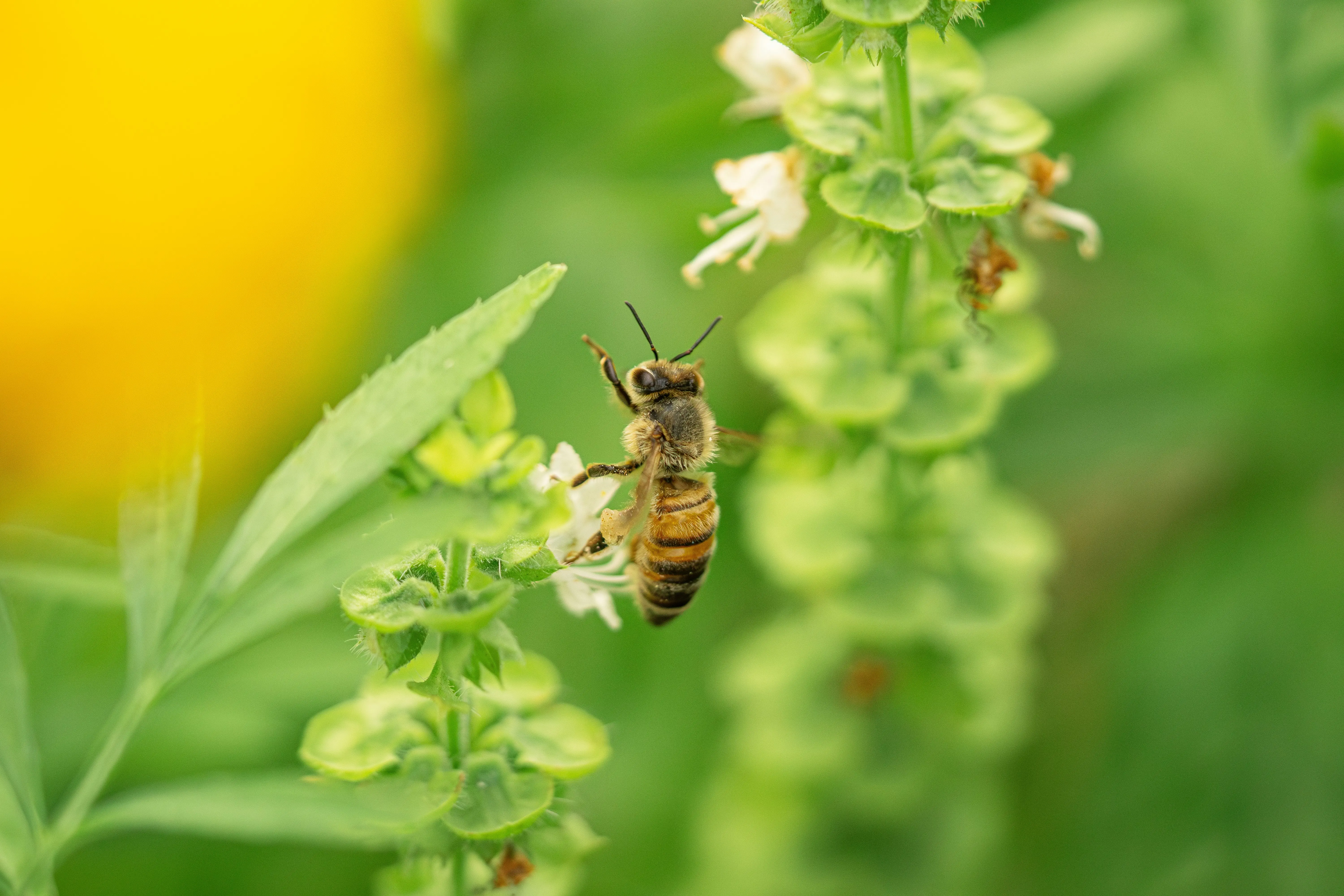 Bees did MATHS, and solved an alien communication problem