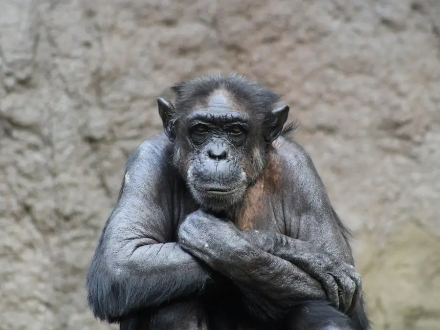 Ai, chimpanzee, who could read and identify colours, dies at 49 in Japan
