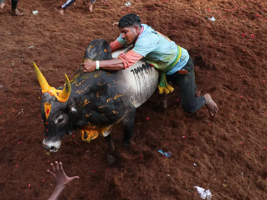 Jallikattu explained: history, Supreme Court ban and how the bull-taming sport is played in 2026