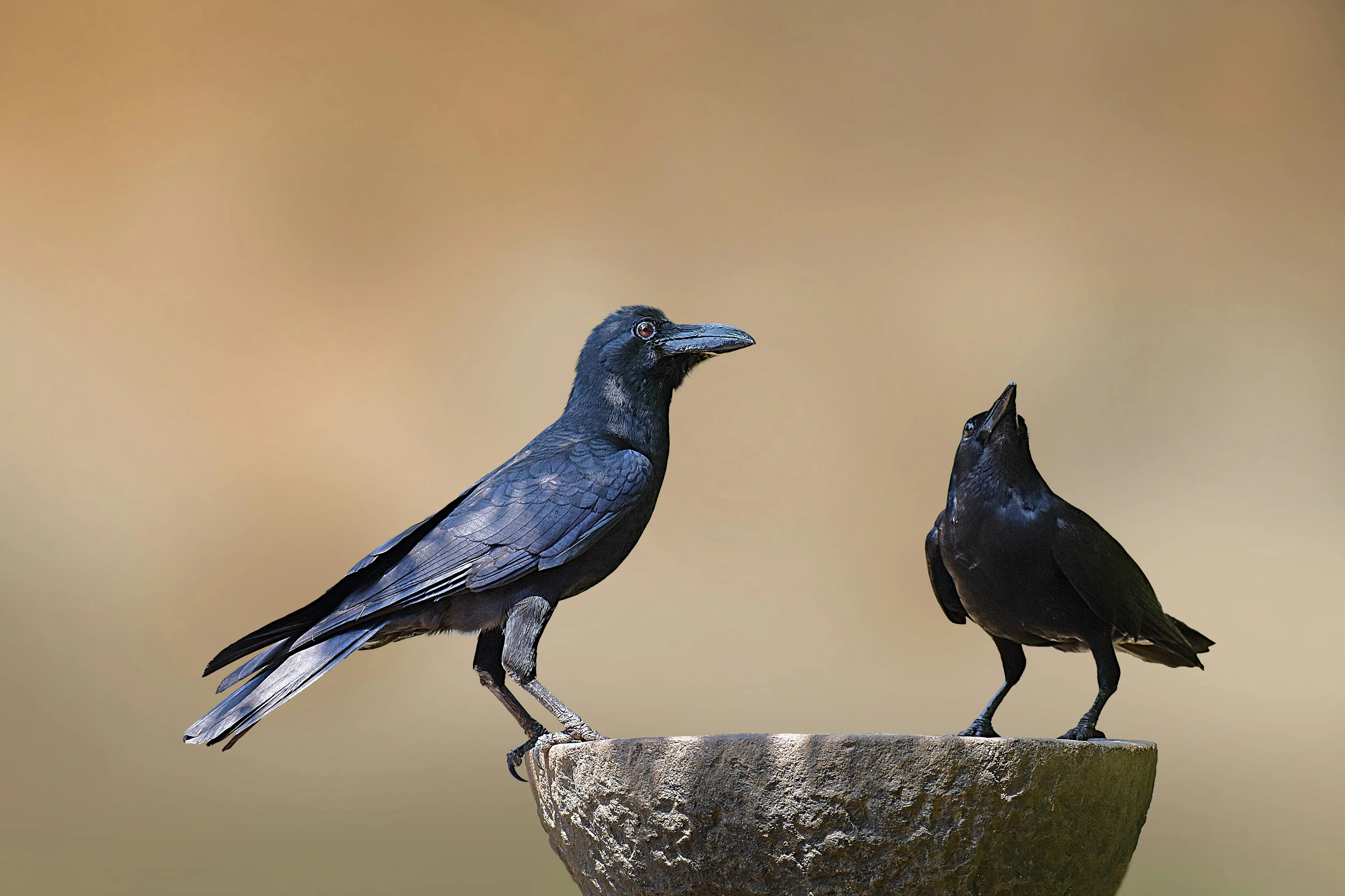 Kerala confirms bird flu after crow deaths; no report of outbreak