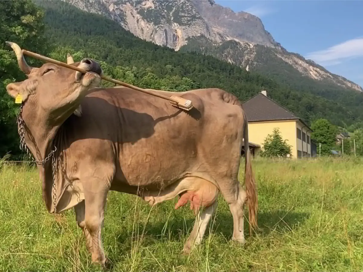 Meet Veronika the cow, who can fit a brush in her mouth to SCRATCH THAT ITCH Meet Veronika the cow, who can fit a brush in her mouth to SCRATCH THAT ITCH