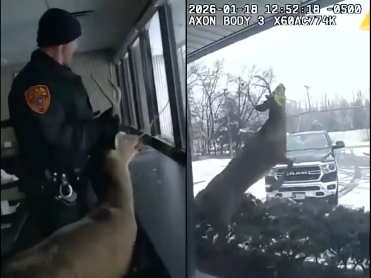 Watch | Deer breaks into New York bank, restrained and rescued by police