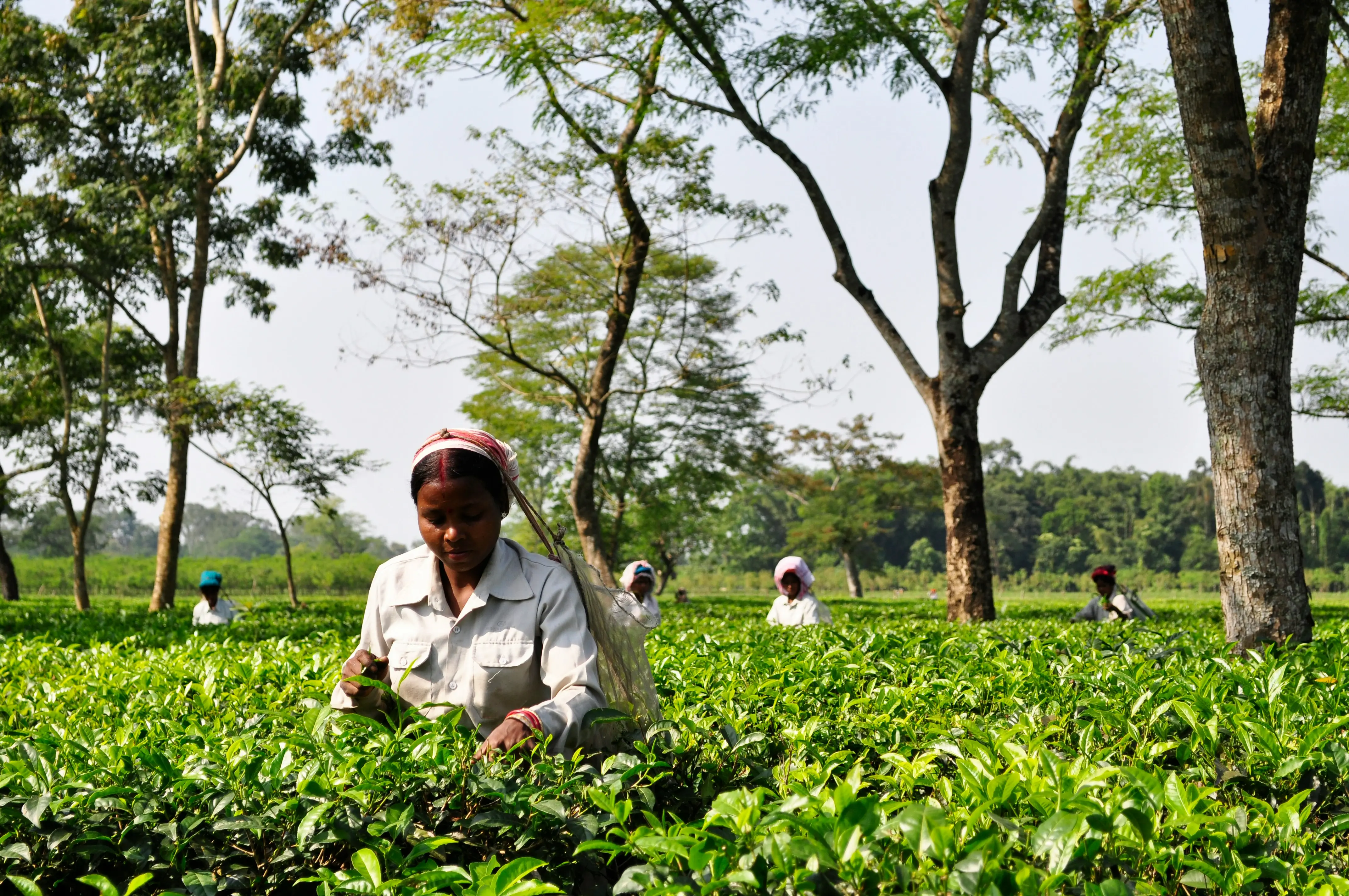 2. Assam: 81.56%