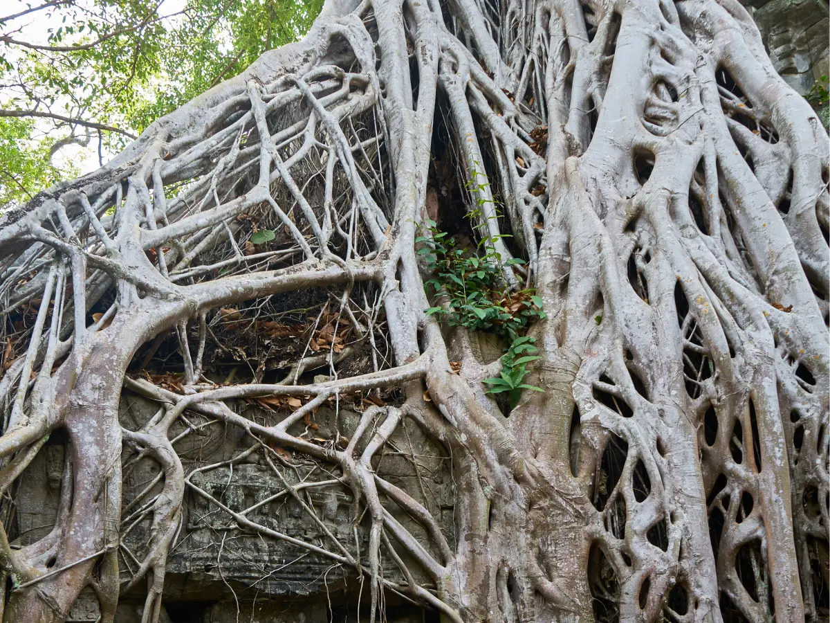 900-year-old Shiva temple cloaked by a banyan tree discovered in Tamil Nadu