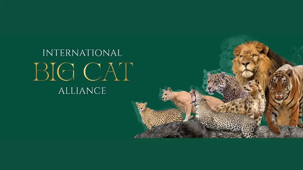 India to Host Global Big Cat Summit