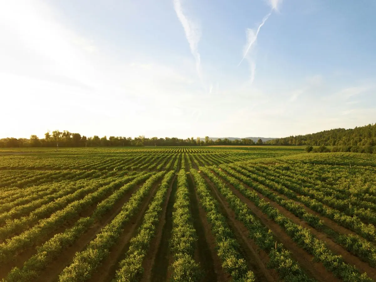 Bharat Vistar: AI boost for agriculture
