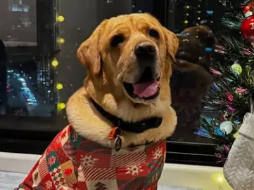 'He's our child': Hyderabad couple spends $16,000 to reunite with their pet dog in Australia