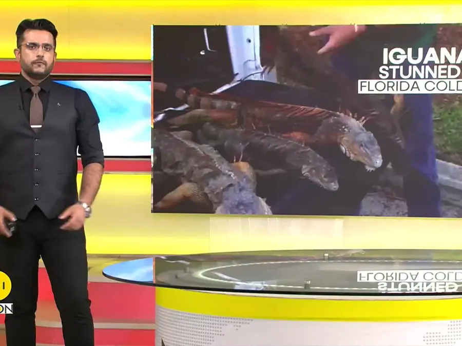 Iguanas Plummet: Florida Freeze Stuns 2,000+ Lizards