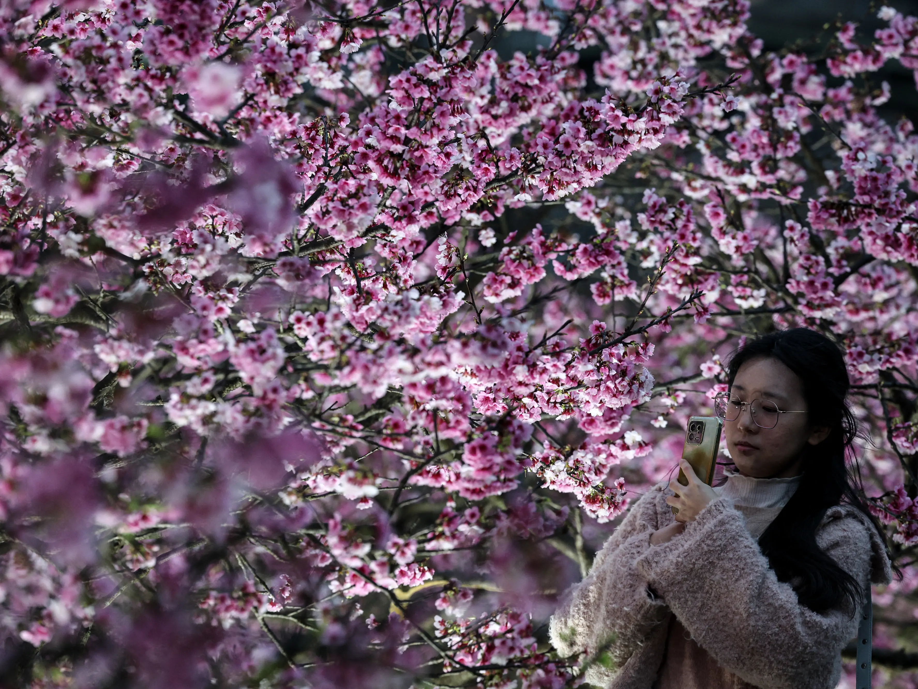 Mount Fuji town cancels cherry blossom festival amid surge in tourist