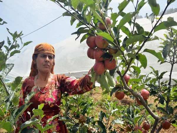 Apple growers seek clarity as India-US trade deal raises concerns