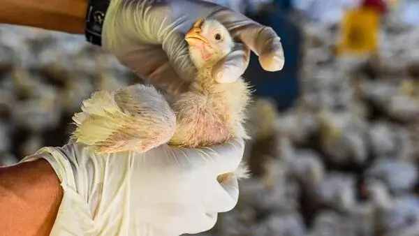Bird flu cases on the rise