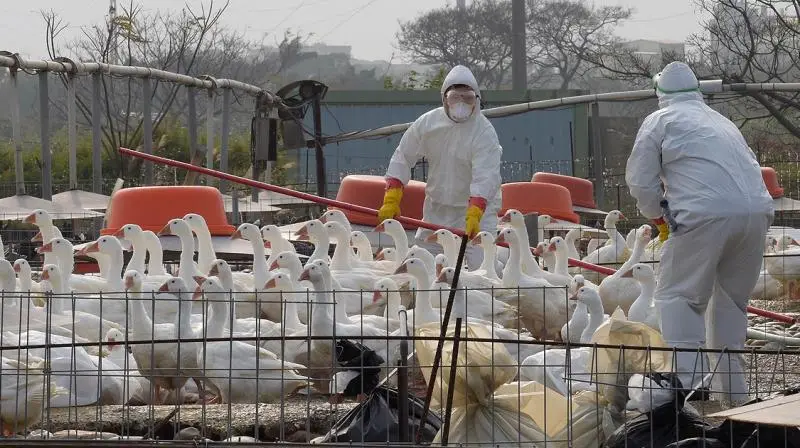90 bird flu-related deaths reported
