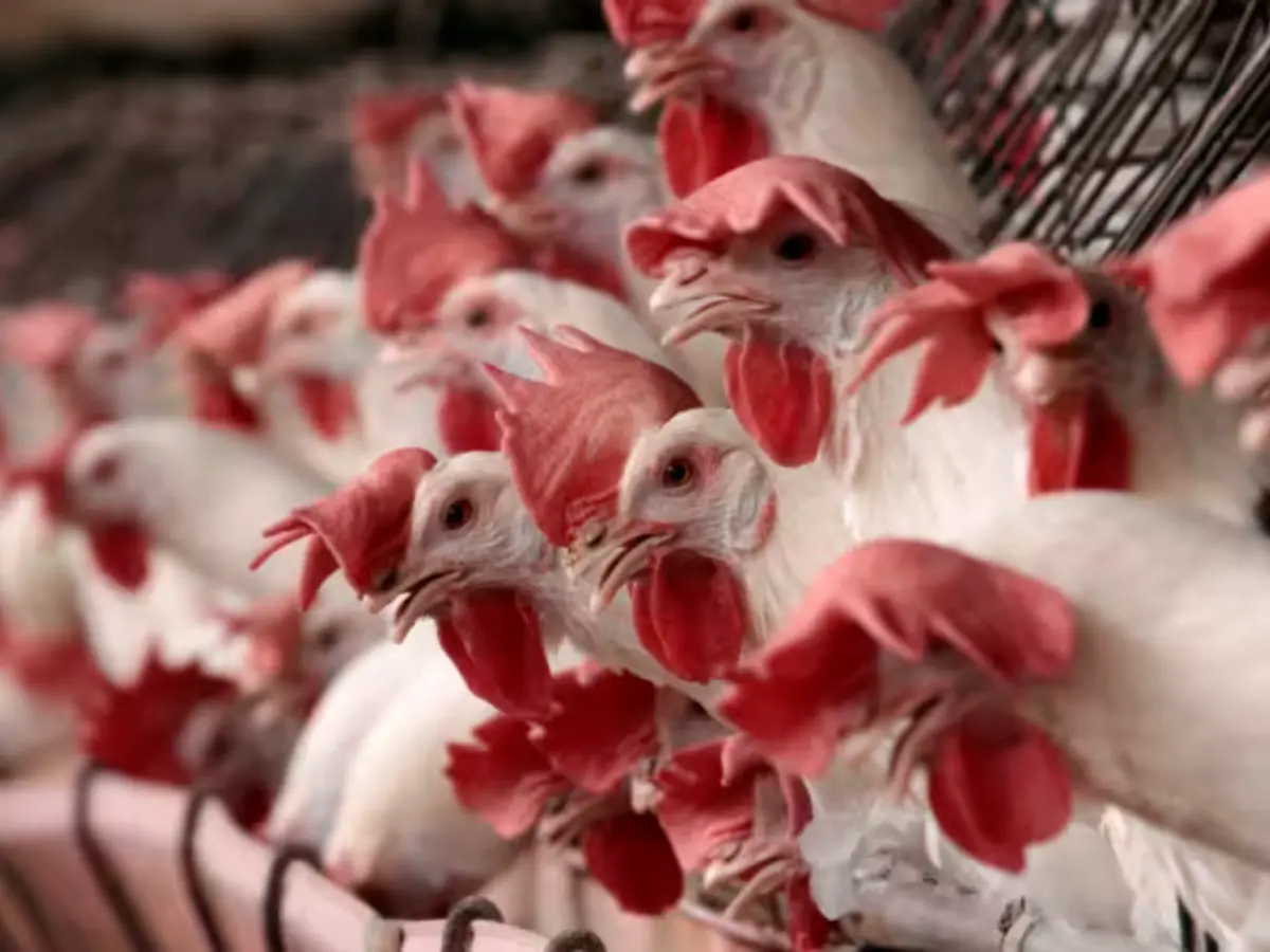 Over 85,000 bird flu-related deaths reported