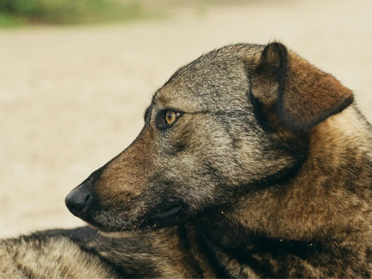 War-hit dogs of Ukraine are experiencing natural disaster-scale changes War-hit dogs of Ukraine are experiencing natural disaster-scale changes