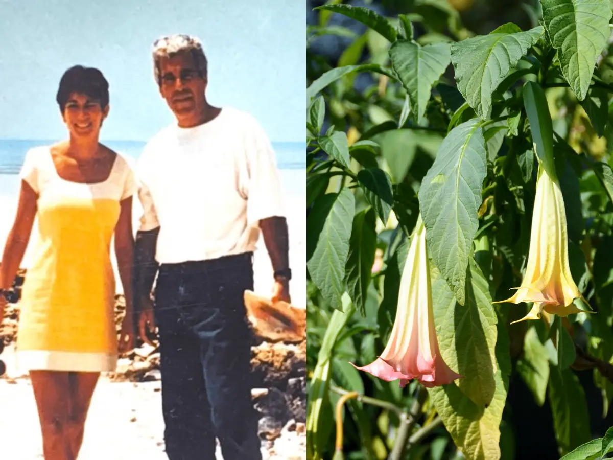 'Trumpet plants', scopolamine drug and Epstein