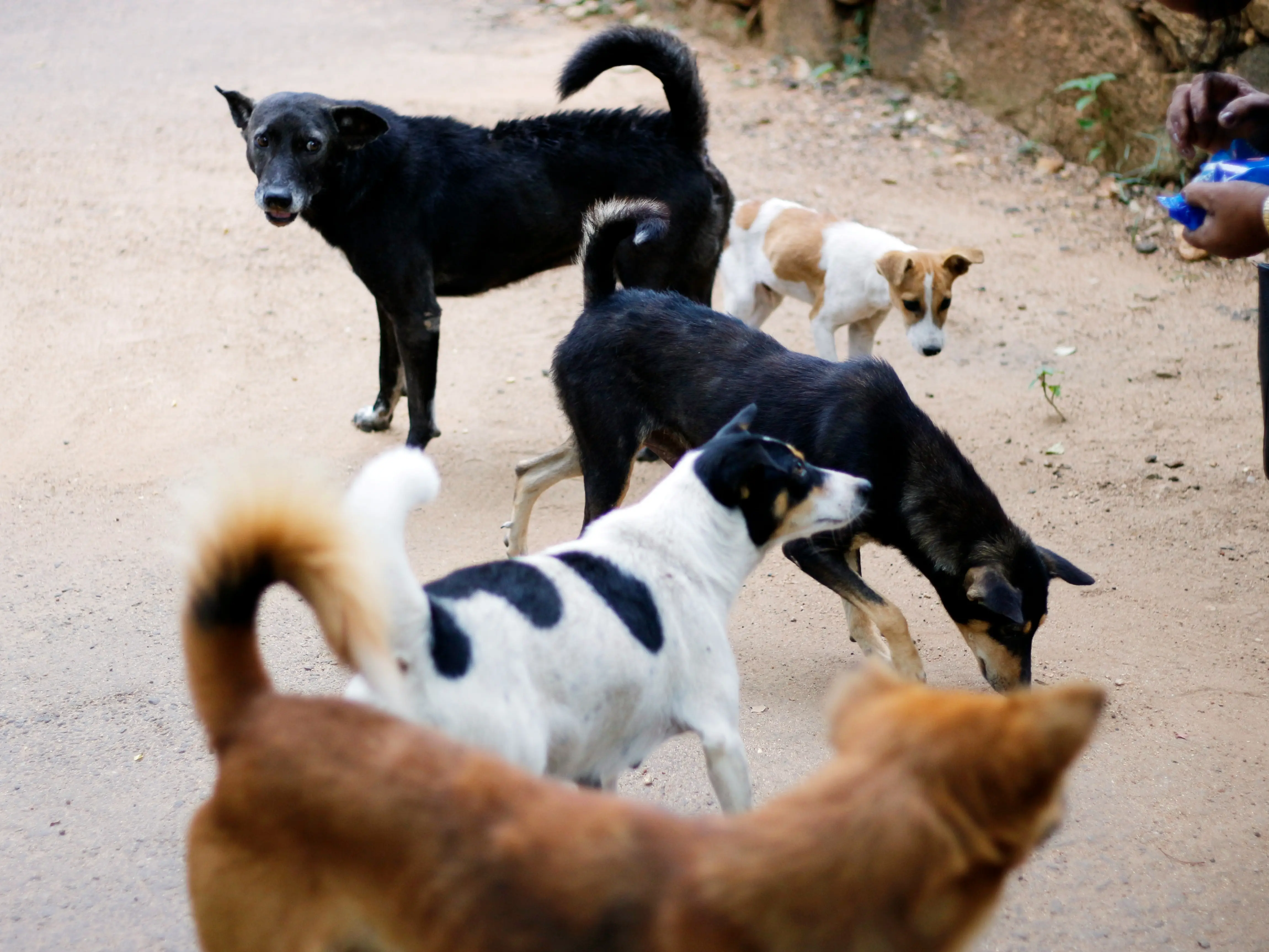 Morocco 'poisoning, shooting and burning' dogs alive ahead of 2030 World Cup, animal rights activists allege Morocco 'poisoning, shooting and burning' dogs alive ahead of 2030 World Cup, animal rights activists allege