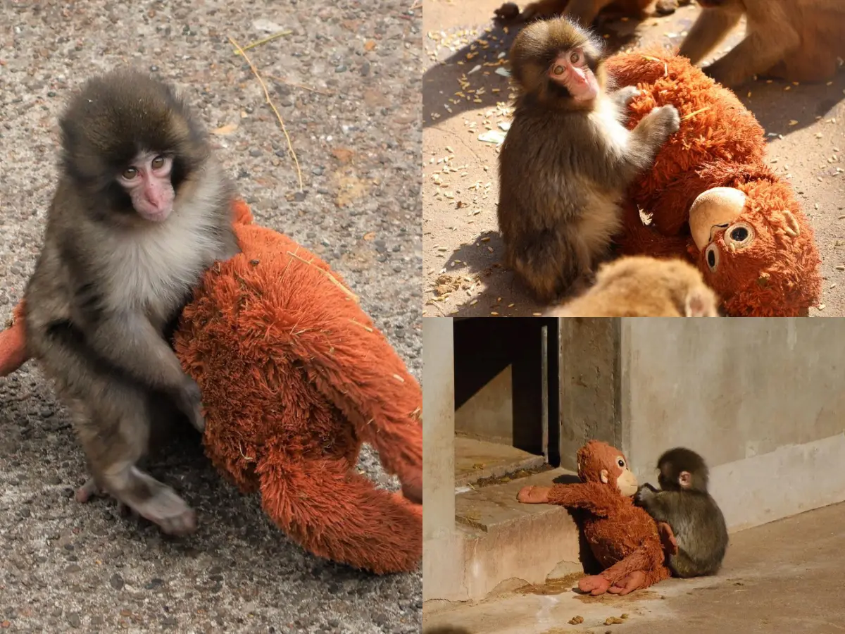 Meet internet's new sweetheart: Punch, baby monkey who carries a plushie everywhere. THIS is his story