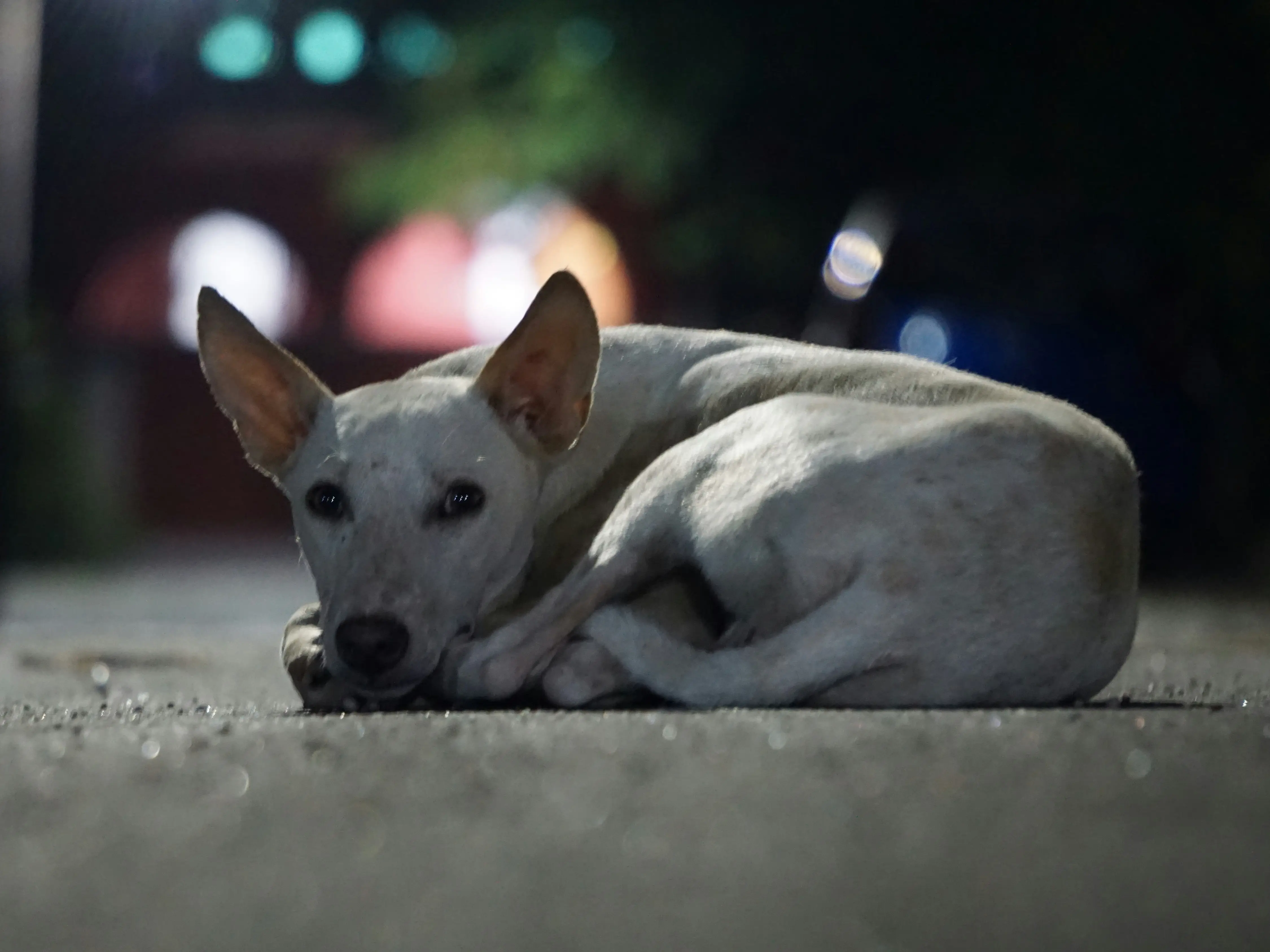 Man in Italy fined for training his dog to illegally dump waste Man in Italy fined for training his dog to illegally dump waste