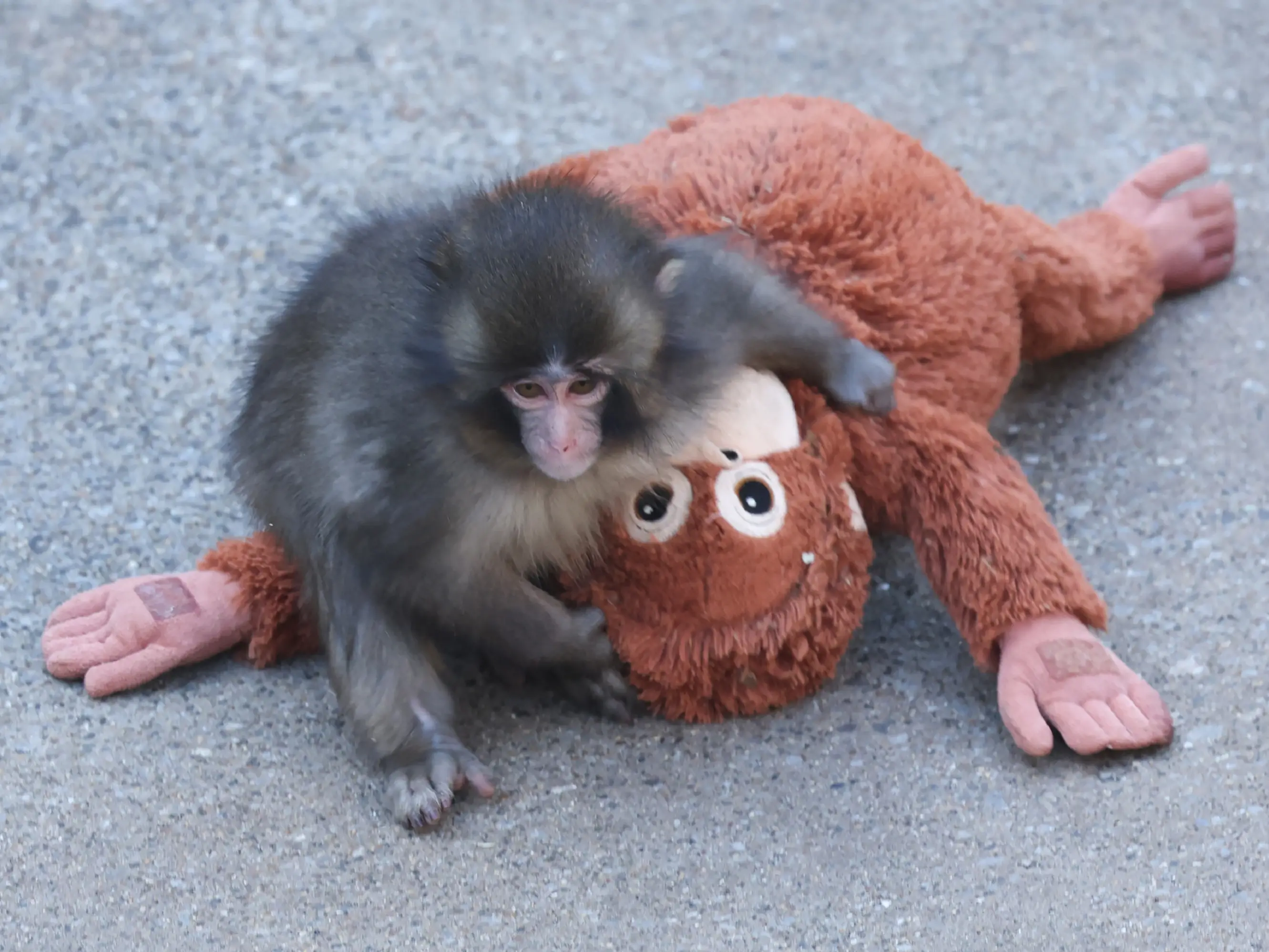 As Punch stroked our emotional side, we ignored dark lives of macaque monkeys As Punch stroked our emotional side, we ignored dark lives of macaque monkeys