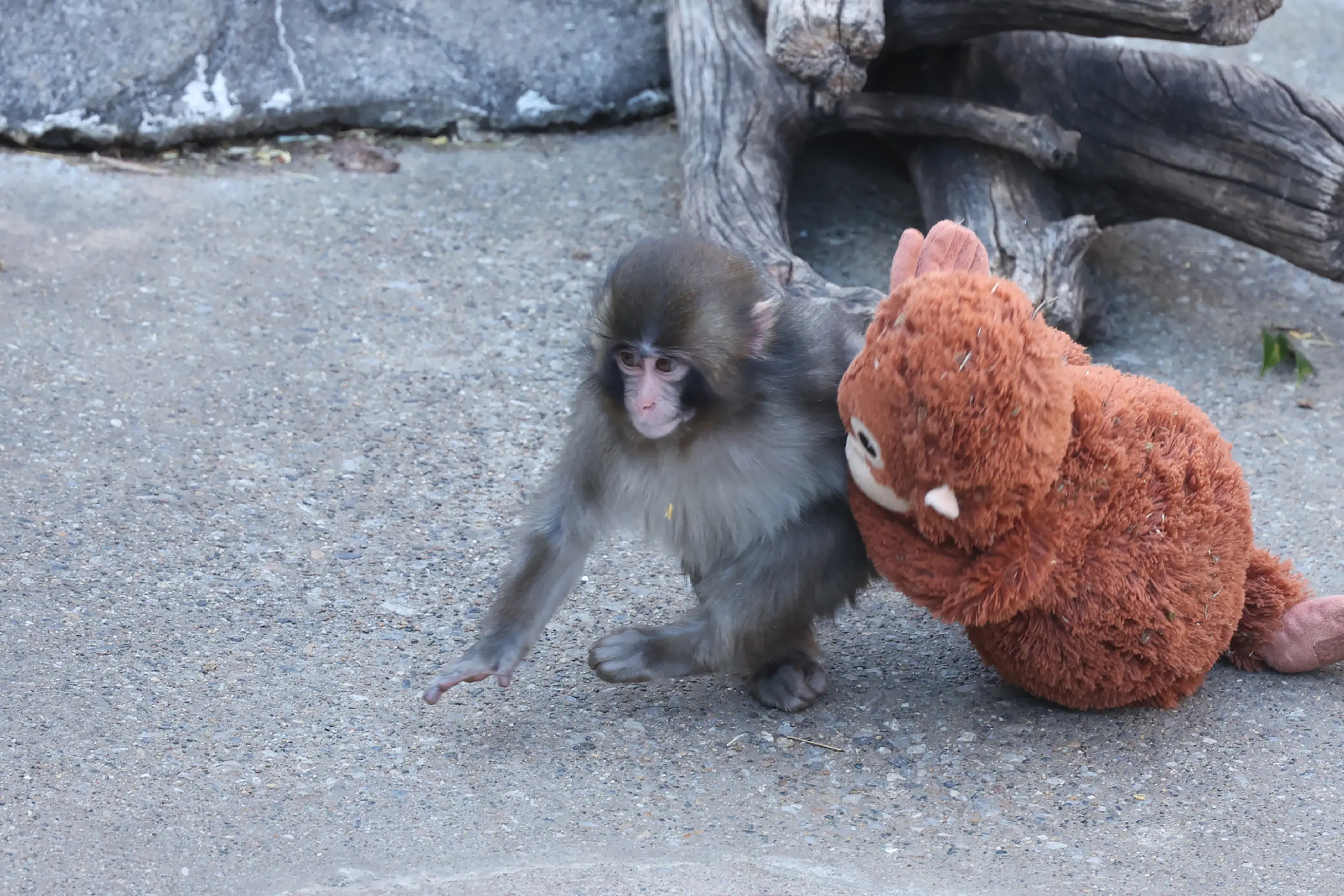 The Punch effect: Baby monkey's orange orangutan soft toy sold out