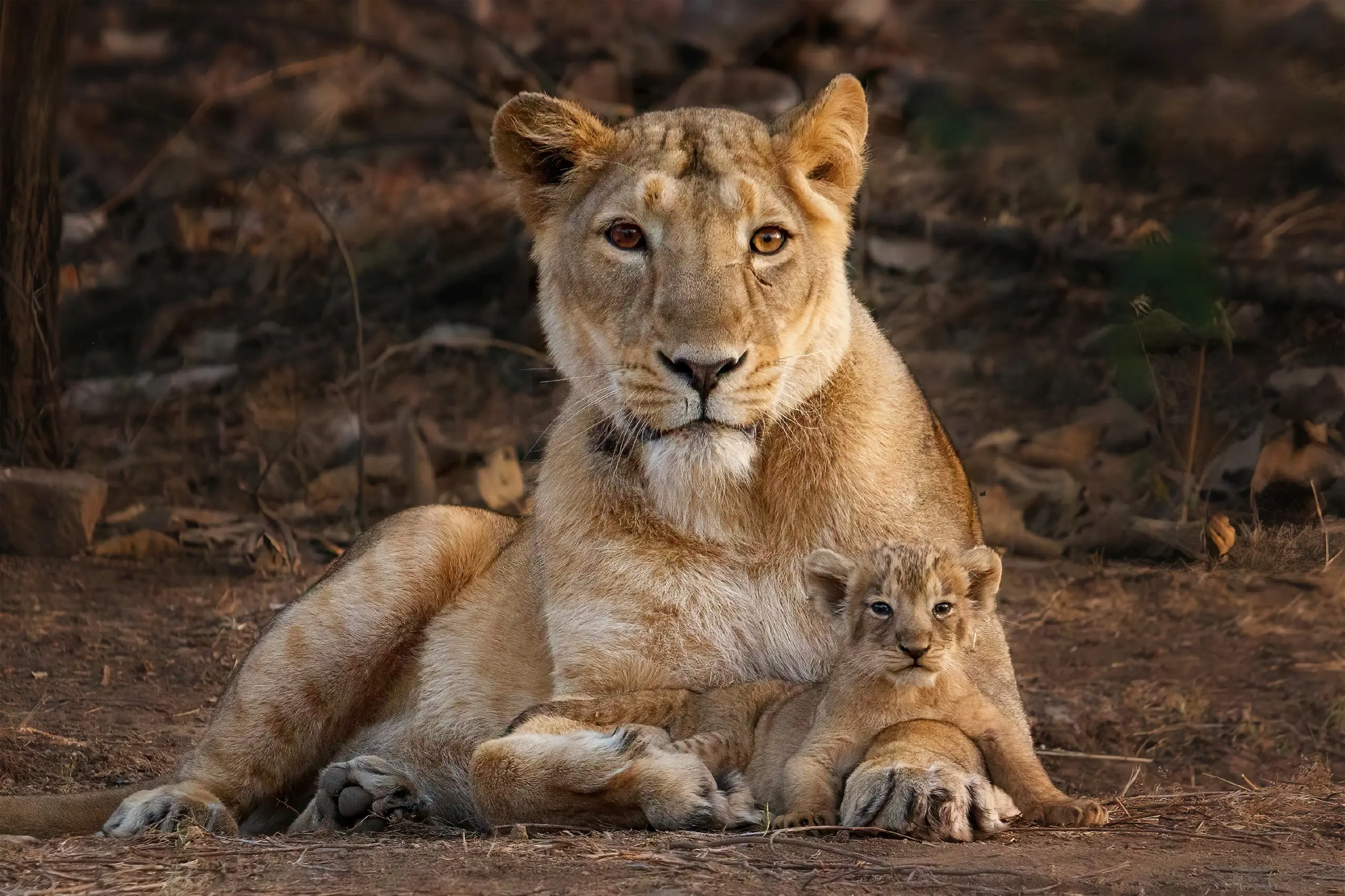The Aisatic Lion