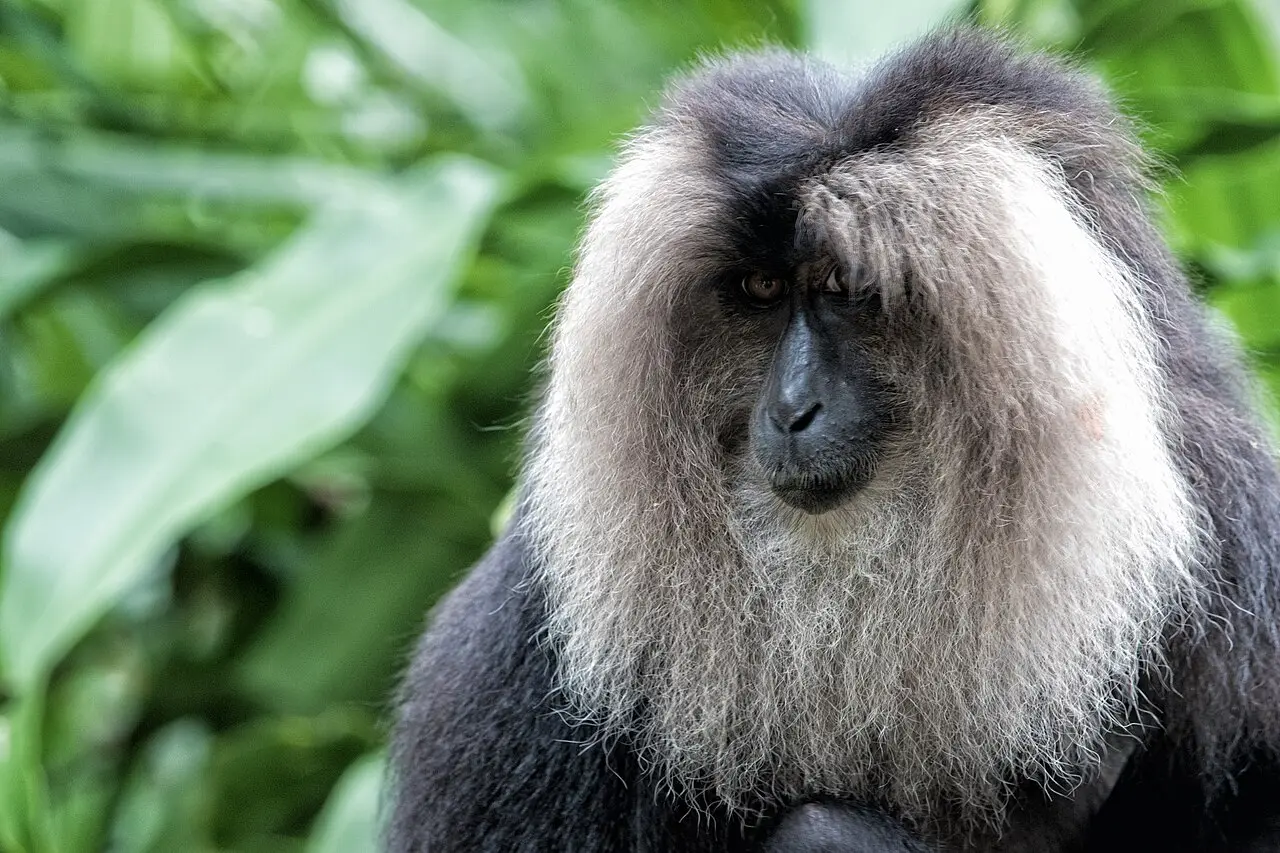Lion-tailed Macaque