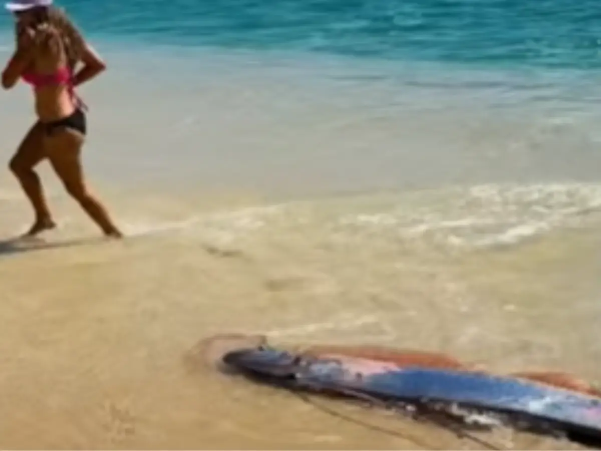 Two oarfish wash ashore in Mexico