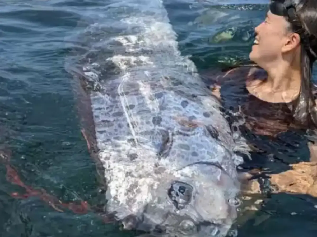 Seeing two oarfish together is a rare occurrence