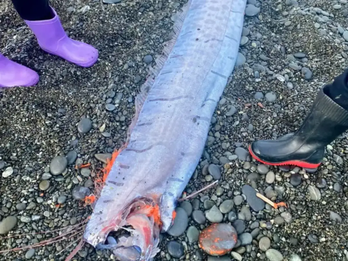 Six doomsday fish were seen in 2025