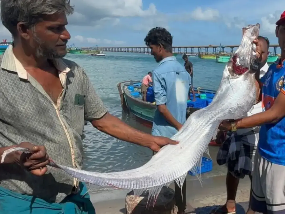 Two doomsday fish were seen in India