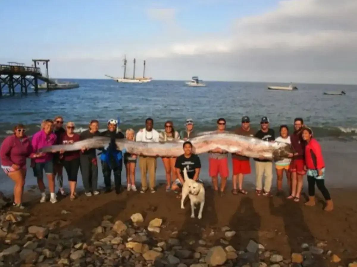 Doomsday fish can grow up to 40 feet and more