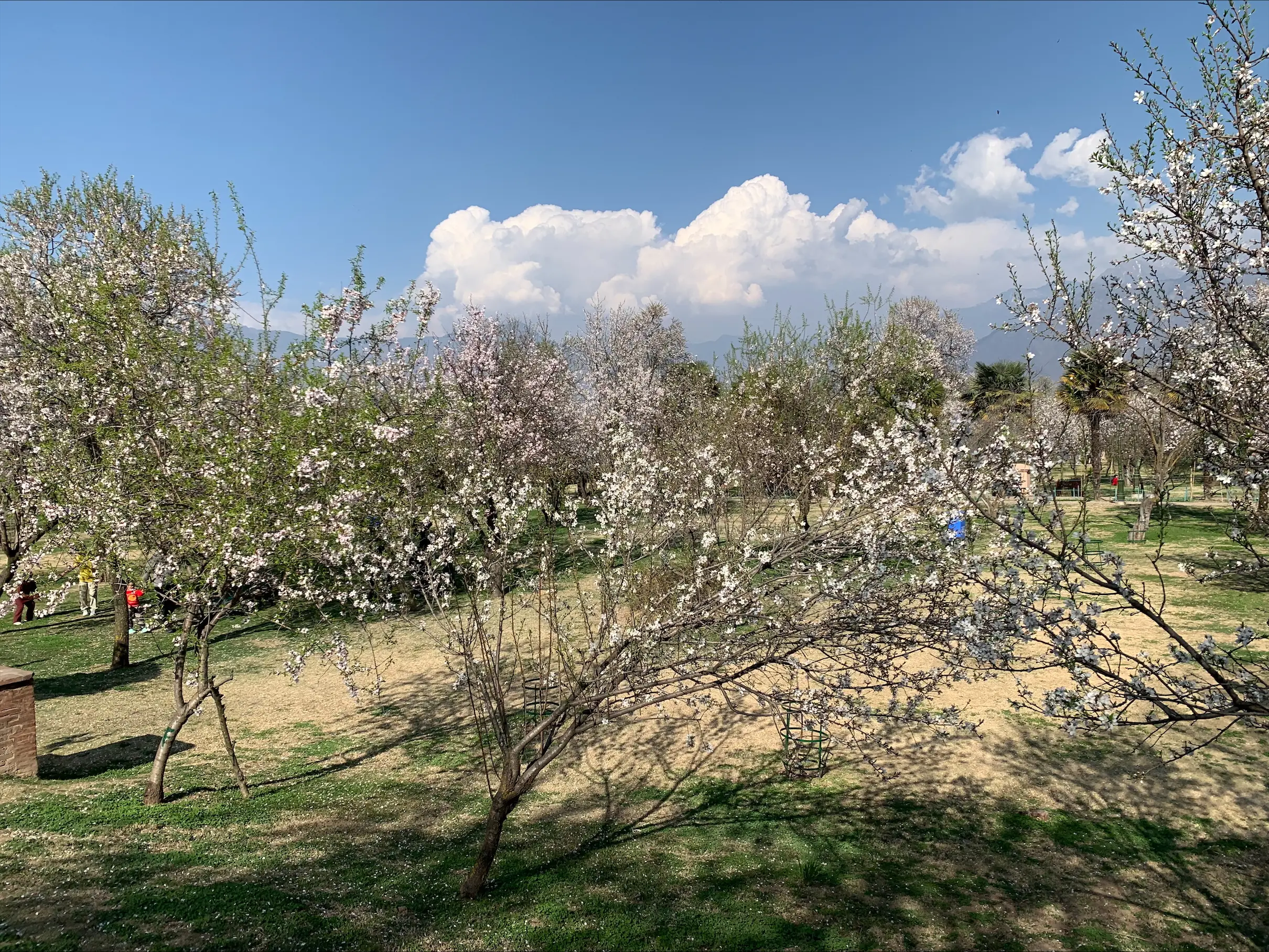 Spring’s First Whisper: Badamwari Garden Blossoms in Kashmir’s Embrace