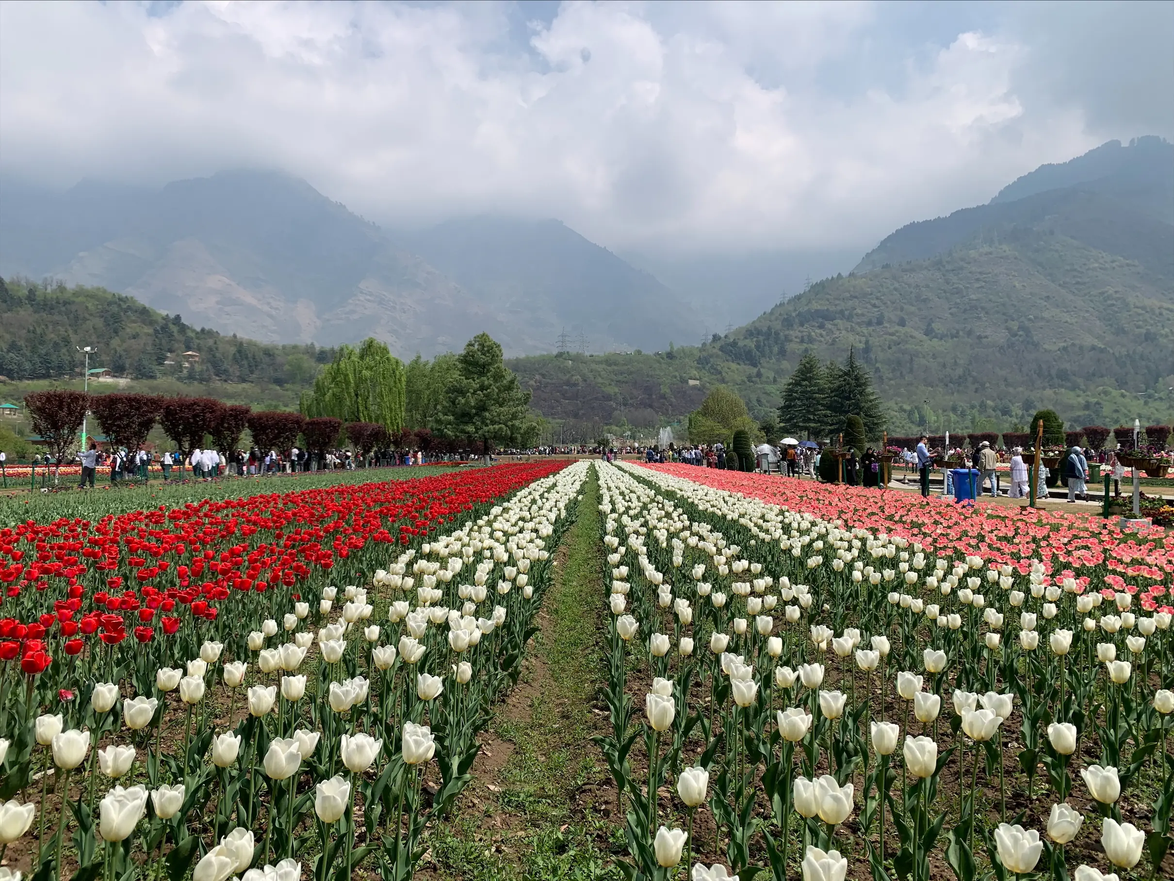 Asia’s largest Tulip Garden ready to welcome visitors from March 16 Asia’s largest Tulip Garden ready to welcome visitors from March 16
