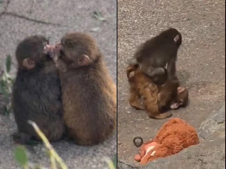 Viral baby monkey Punch lucks out; finds love, kisses and friends - VIDEO