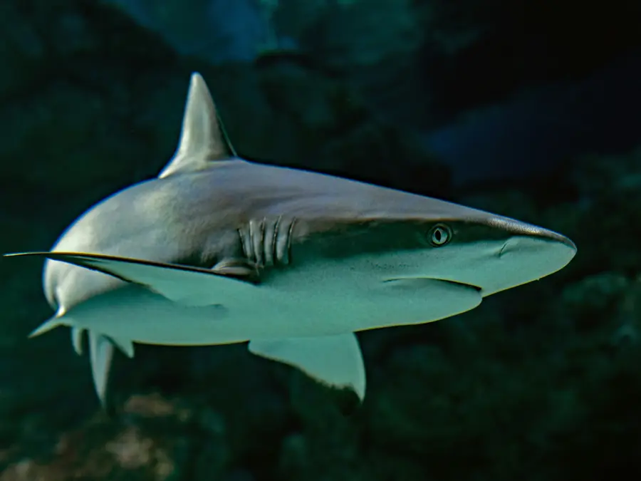 What’s in water? Sharks near Bahamas found with Cocaine & Caffeine in blood, study reveals
