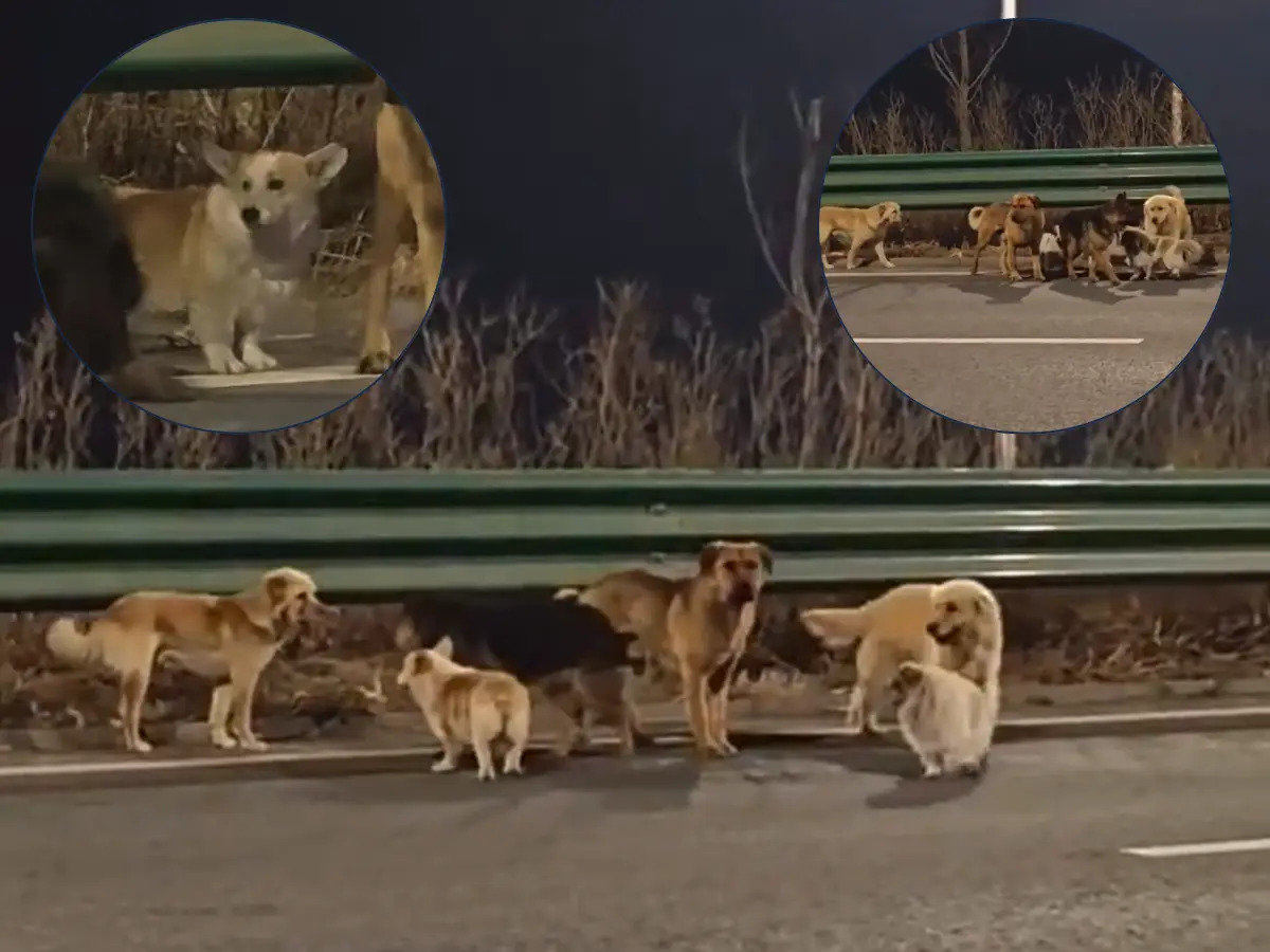No dog left behind: Tiny Corgi leads pack of 7 stolen dogs on miraculous 17km journey home — their story is breaking the internet | Watch video No dog left behind: Tiny Corgi leads pack of 7 stolen dogs on miraculous 17km journey home — their story is breaking the internet | Watch video